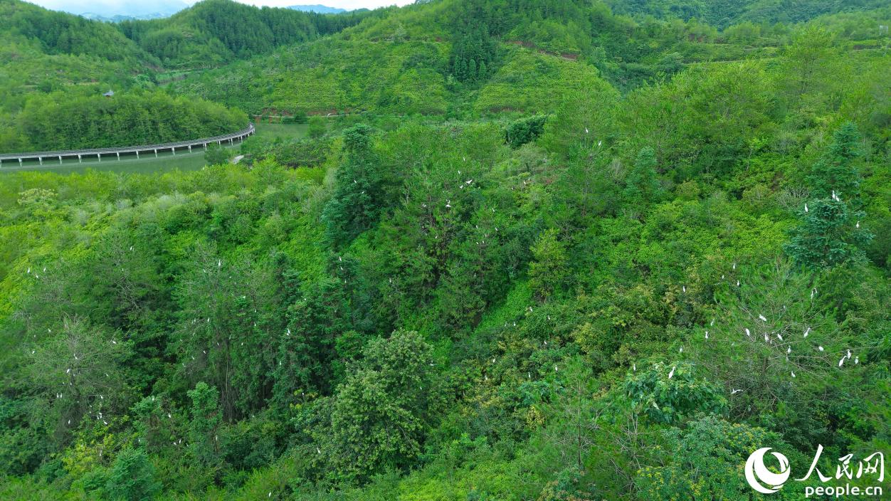 治理后的宁化县“水土保持科技示范园”被评为省级水利风景名胜区，成群白鹭在此栖息觅食。人民网 李昌乾摄