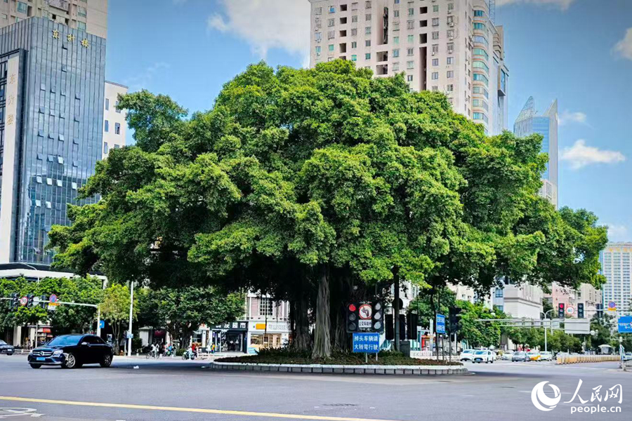 獨木成林的榕樹是福州隨處可見的別樣景致。人民網 林誠燁攝