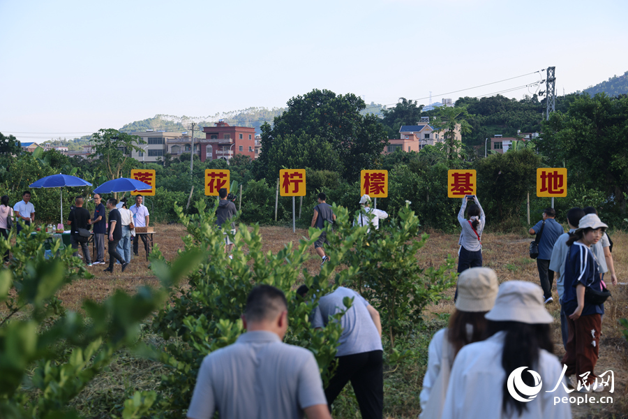 採風團參觀檸檬基地。人民網記者陳博攝