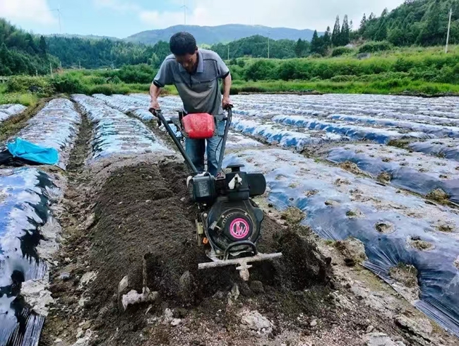 陳欽自在田間忙碌