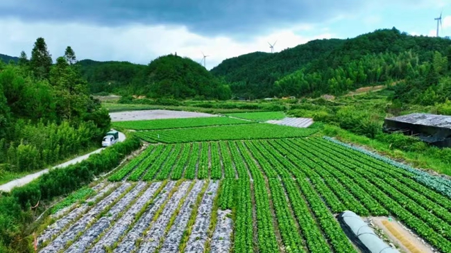 高山蔬菜鋪就鄉村共富路