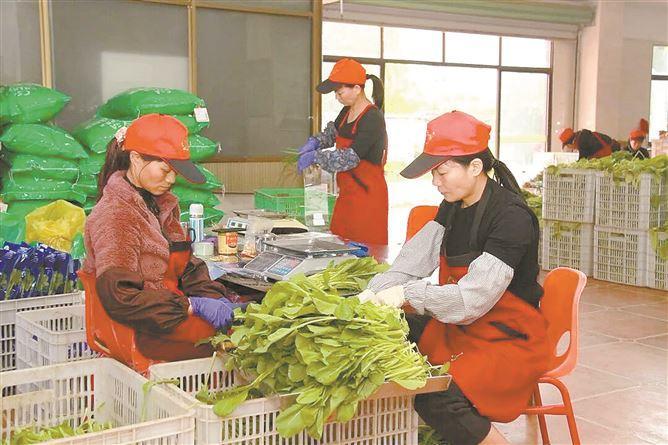 2024年农业农村部公布了全国农产品质量安全良好追溯监测试点名单，翔安区庄家宝蔬菜专业合作社成功入选。