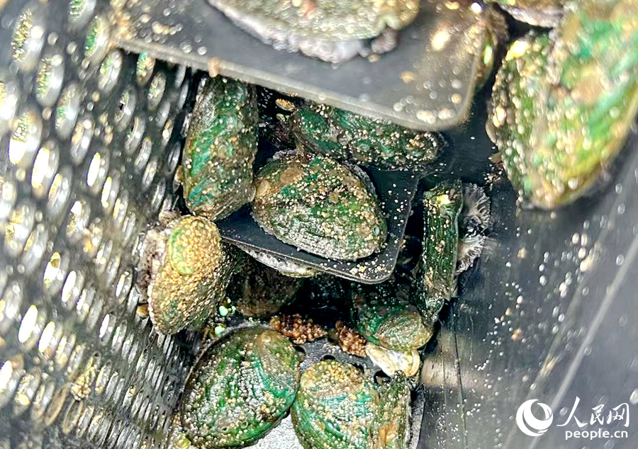 静静“趴”在网箱里的鲍鱼。人民网 叶青卿摄