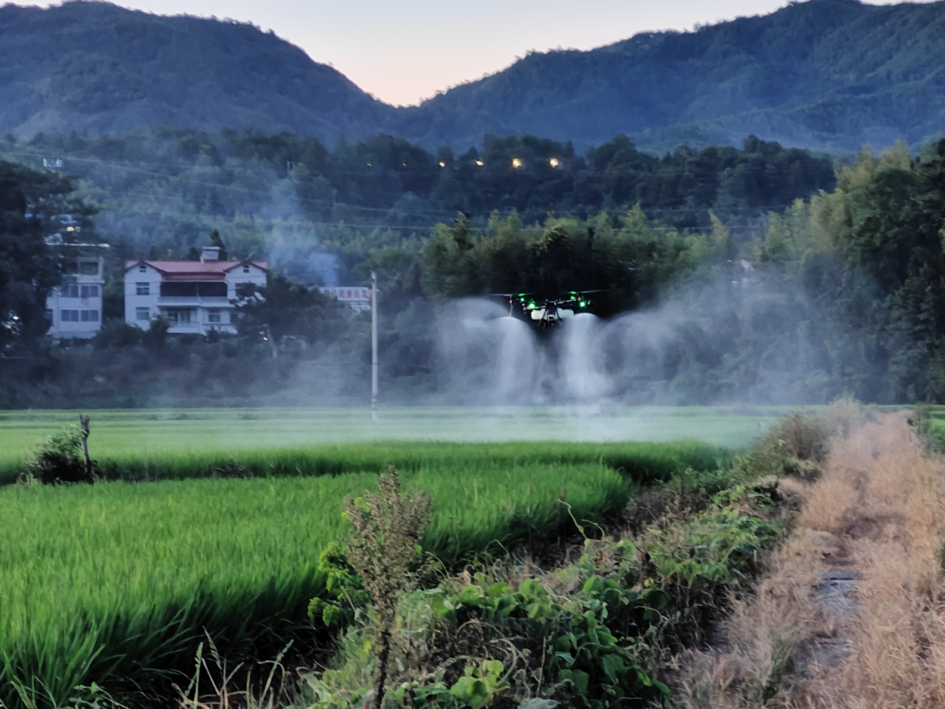無人機進行“飛防”作業。