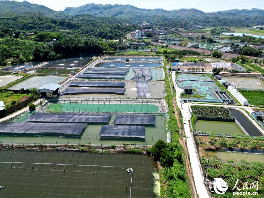 汐浦村淡水养殖基地一角。人民网 苏海森摄