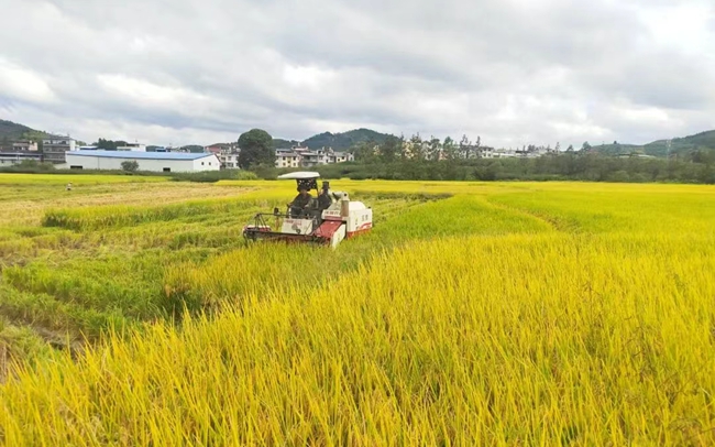 收割作業現場
