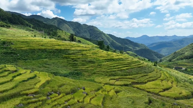 聯合梯田。黃功興攝