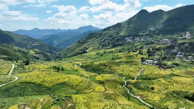 層層稻浪翻滾，與遠山、村落交相輝映，勾勒出一幅動人的田園畫卷。黃功興攝