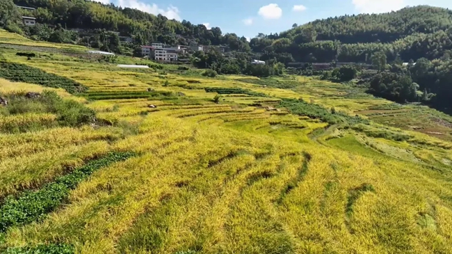 金燦燦的稻浪見証豐碩的成果。黃功興攝