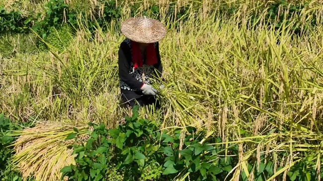 田間收割忙。黃功興攝
