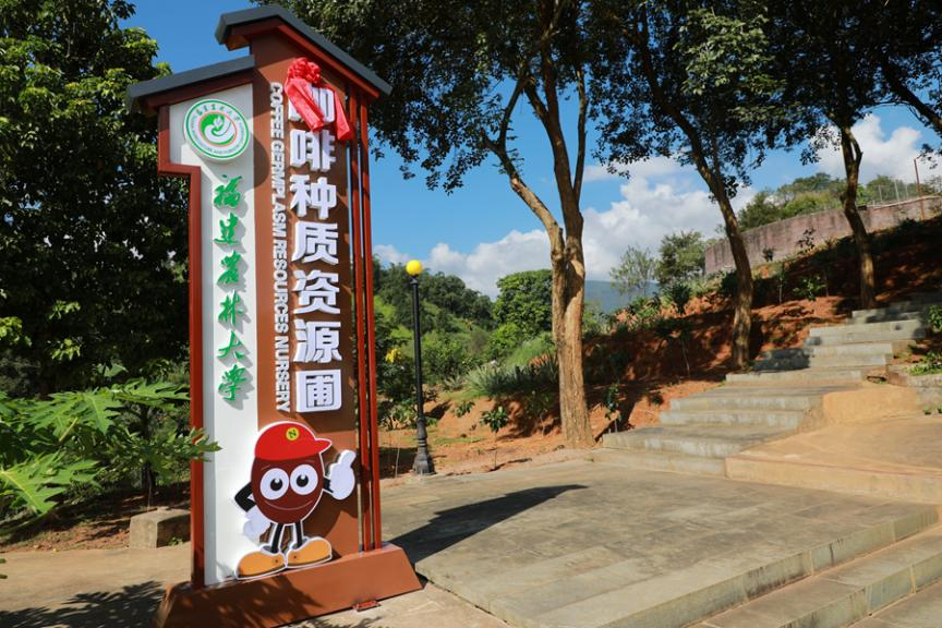 南靖县与福建农林大学共建咖啡种质资源圃。南靖县融媒体中心供图