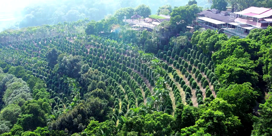 位于南靖县南坑镇的咖啡种植园。南靖县融媒体中心供图