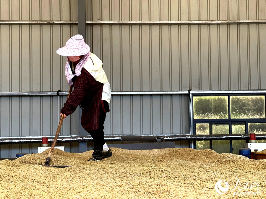 工人正在处理收割下来的稻种。人民网记者 陈蓝燕摄