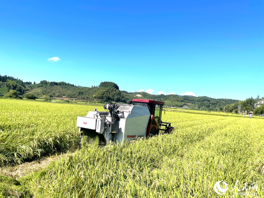 丰收时节,机器正在收割稻种。人民网记者 陈蓝燕摄