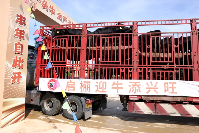 首批肉牛“入住”詔安縣南方肉牛育肥場一期項目