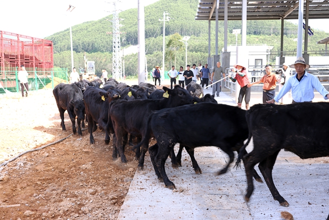 首批肉牛“入住”詔安縣南方肉牛育肥場一期項目