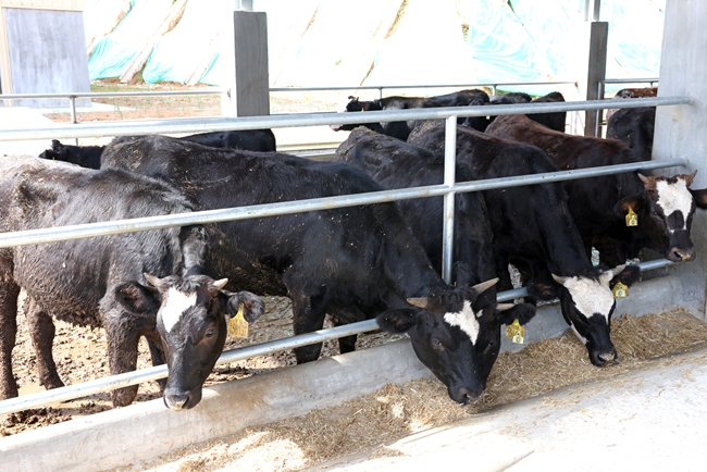 詔安縣南方肉牛育肥場一期項目的運營，將助力詔安“牛產業”駛入全鏈條發展的快車道