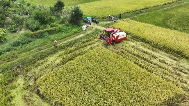 为农户提供集中机械收割