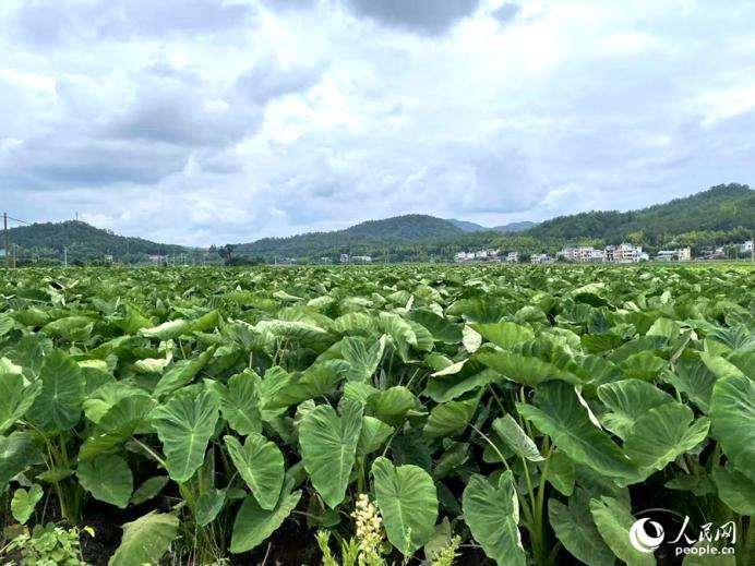 槟榔芋们连在一起像极了片片荷叶的荷塘,站在田里感受着即将到来的丰收的喜悦。人民网记者 陈蓝燕摄