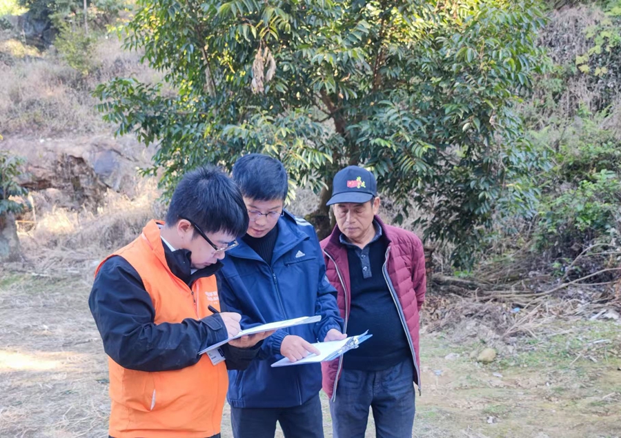 平安产险福建分公司深入调研走访福州橄榄种植区
