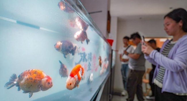 游客在永陽金魚基地展覽館參觀。記者 包華攝