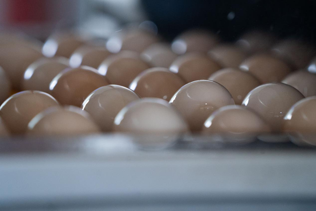翁山頭村蛋雞養殖示范基地雞蛋生產包裝線