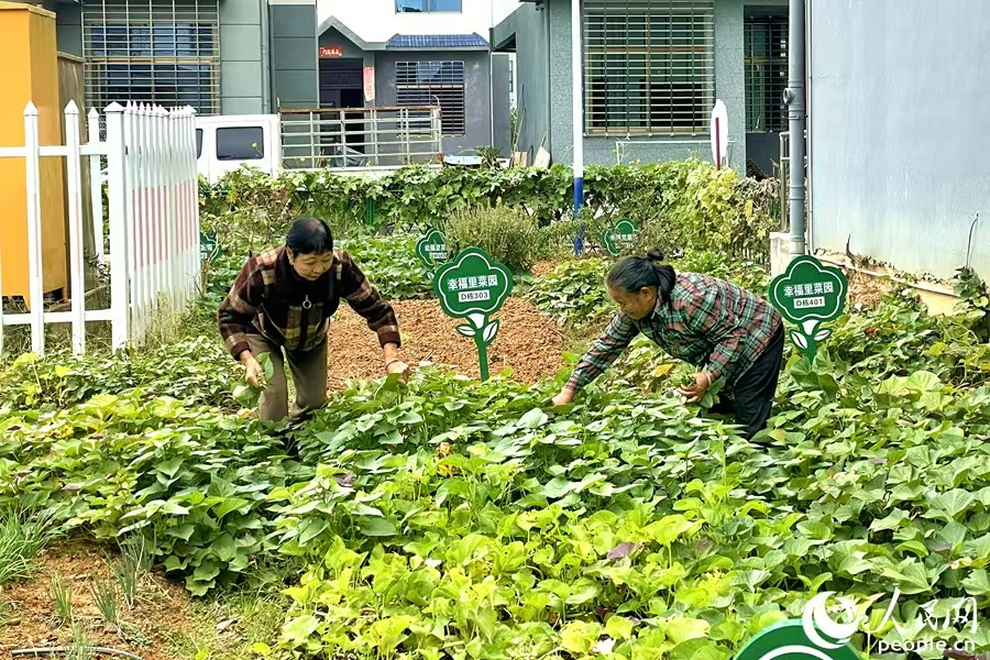 “幸福里”社区配有公共菜地可供老人们种菜。人民网记者 林盈摄