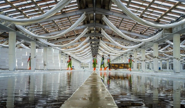 筱埕鎮官塢村海帶育苗基地。嚴秉靈攝