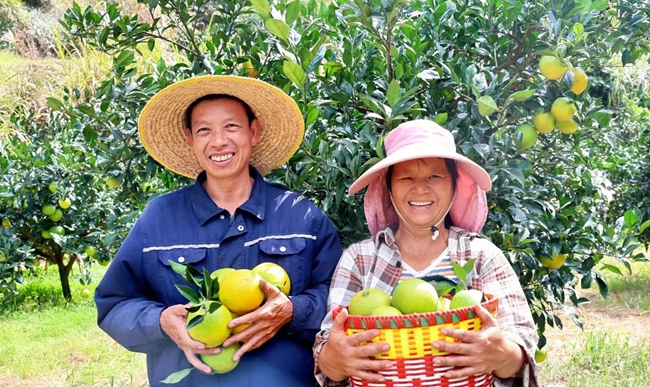 蓼沿鄉溪東村臍橙豐收。