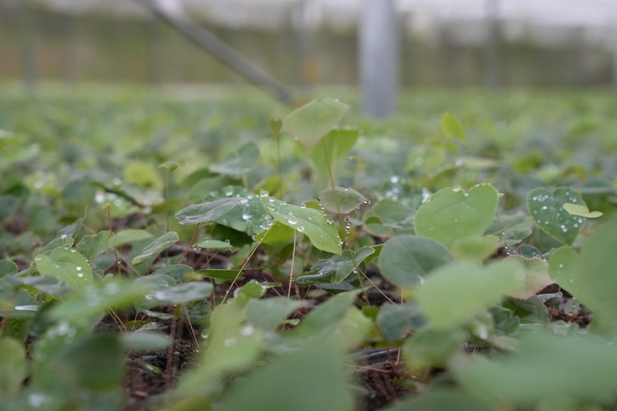和康育苗基地里的淫羊藿苗