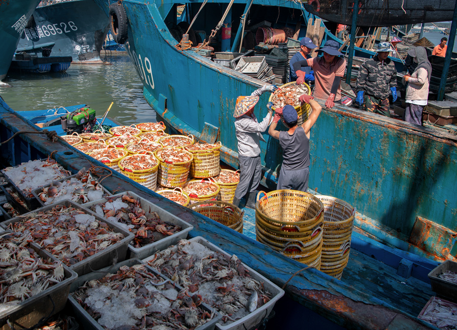 澳角村渔获满舱。简银蕉摄