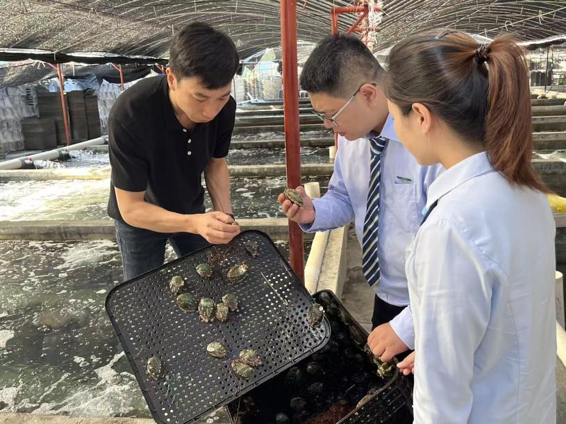 林元東為郵儲銀行的工作人員介紹其養殖的鮑魚。主辦方供圖