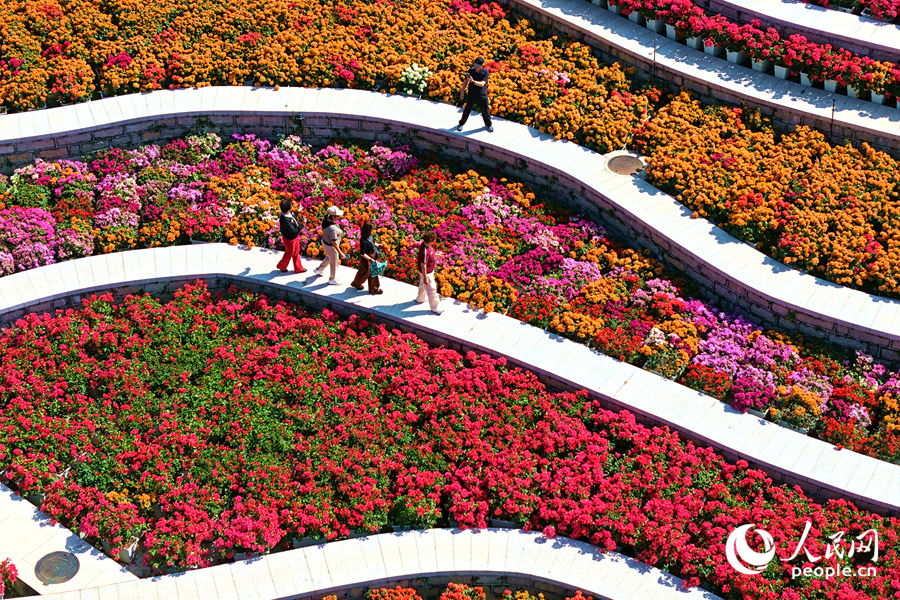 廈門市園林植物園的國家三角梅種質資源庫花開正盛。人民網記者 陳博攝