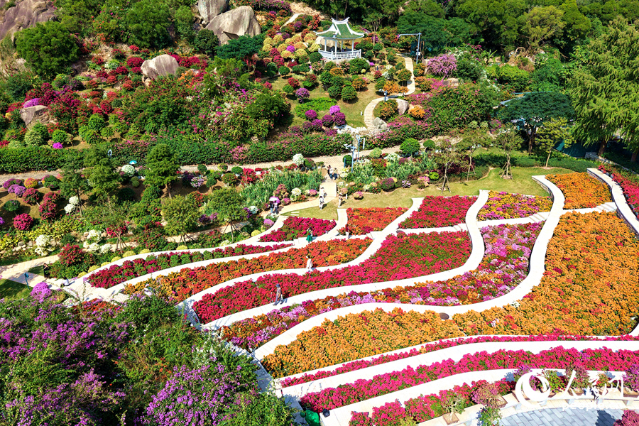 三角梅彩虹梯田美不勝收。人民網記者 陳博攝