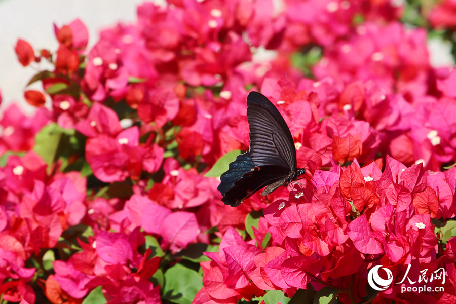 盛開的三角梅引得蝴蝶流連。人民網記者 陳博攝