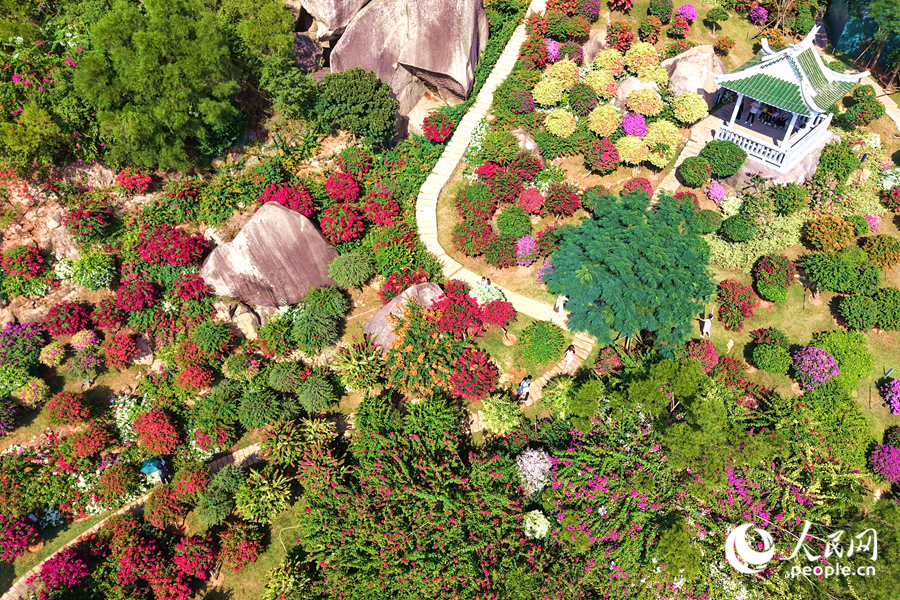 品種各異的三角梅依山勢錯落生長。人民網記者 陳博攝