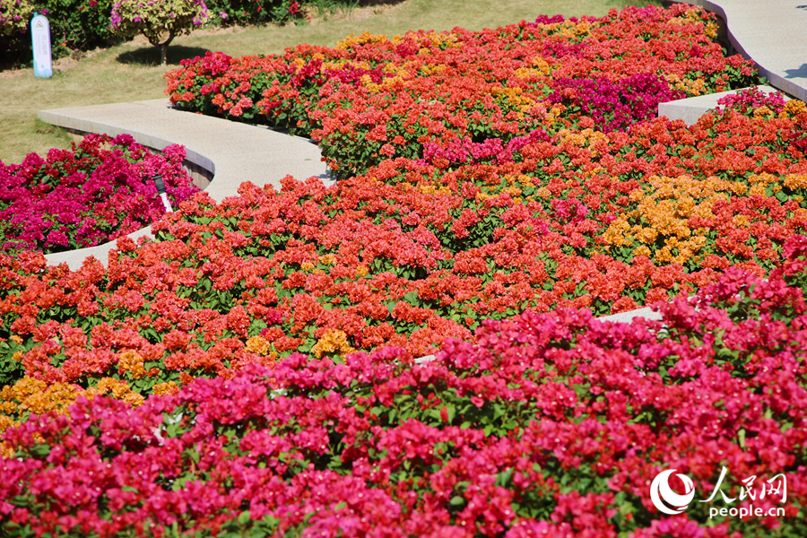 各色三角梅競相綻放。人民網記者 陳博攝