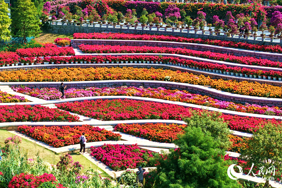 層層疊疊的三角梅引人入勝。人民網記者 陳博攝