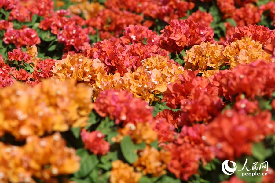 陽光下的三角梅顯得格外嬌艷。人民網記者 陳博攝