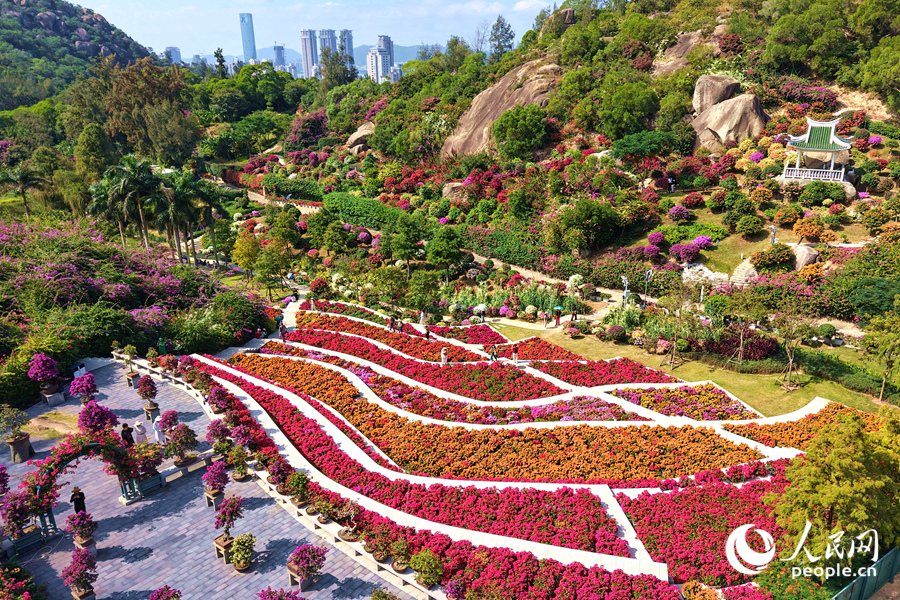 絢麗多彩的三角梅拼成“調色板”。人民網記者 陳博攝