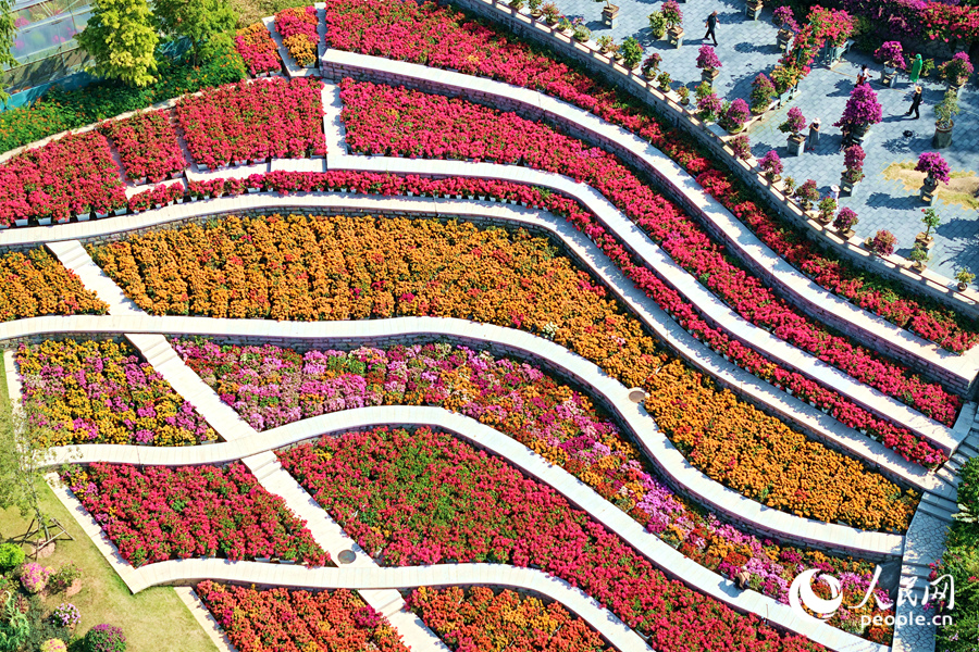 滿園三角梅爭奇斗艷,好似一條“花毯”。人民網記者 陳博攝