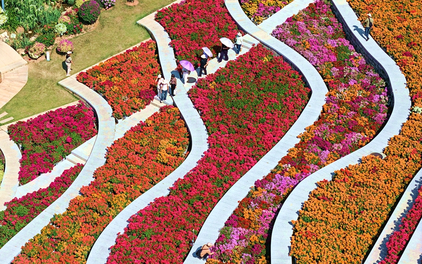 花如海！厦门500余种三角梅盛放