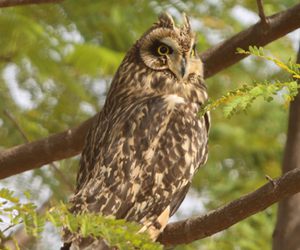 国家二级保护动物短耳鸮“做客”厦门/