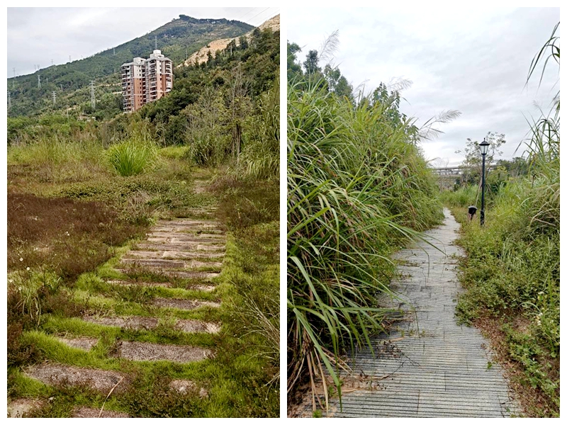 延平站站后公园杂草丛生。受访者供图