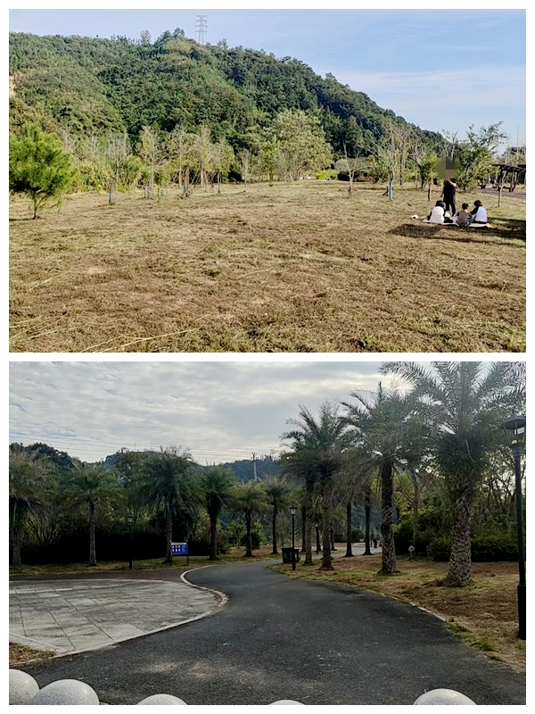 清理杂草后的延平站站后公园。南平市土发集团公司供图