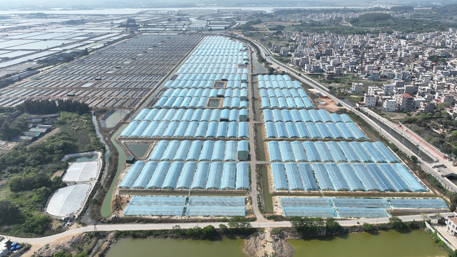 东山杏陈镇“前埕”兴村富民工坊小棚虾项目。东山县委宣传部供图