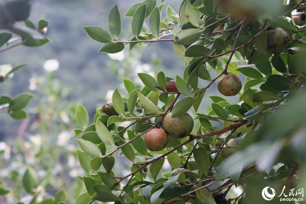 油茶果颜色逐渐由青转红。人民网 林铭贤摄