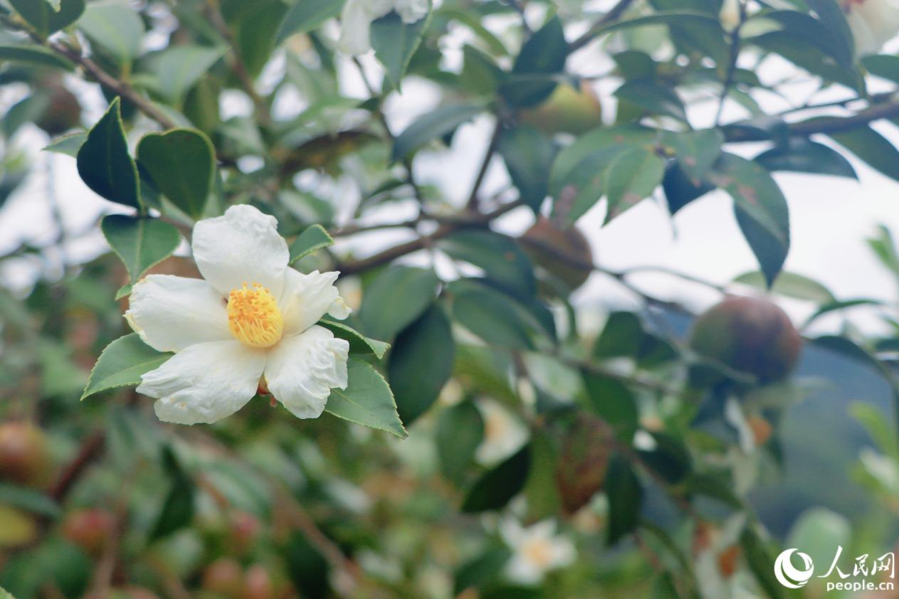 油茶花具有“花果同株”的独特现象。人民网 林铭贤摄