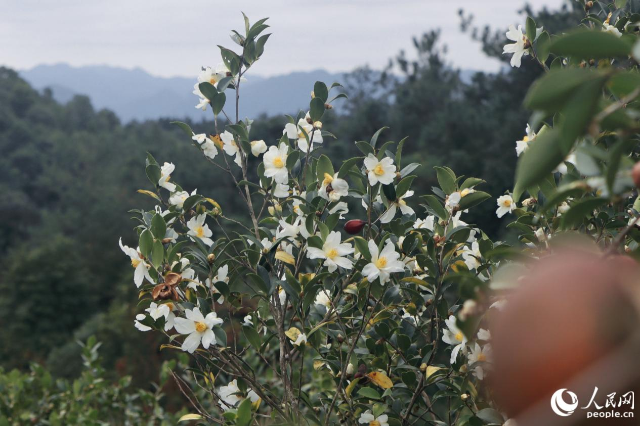 洁白的花朵缀满枝头。人民网 林铭贤摄