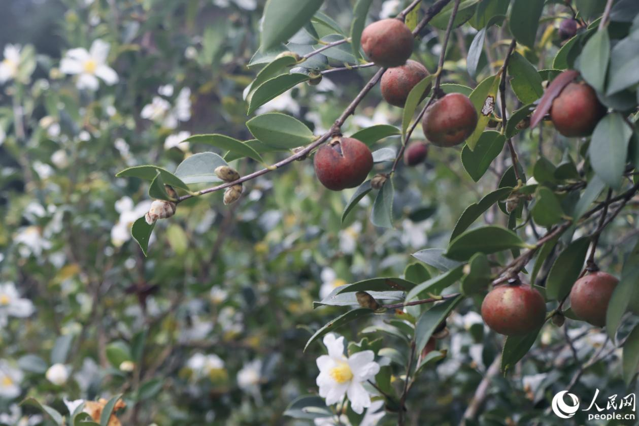 果肉饱满的油茶果。人民网 林铭贤摄